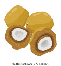 Ilustração do vetor de frutas de Zuriat. Frutos Secos De Dendê Isolados. Medicamento tradicional à base de plantas para a fertilidade