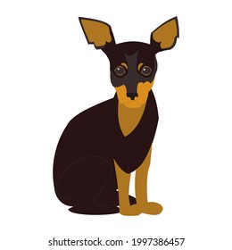 Zwergpincher dog Flat vector icon illustration on white background