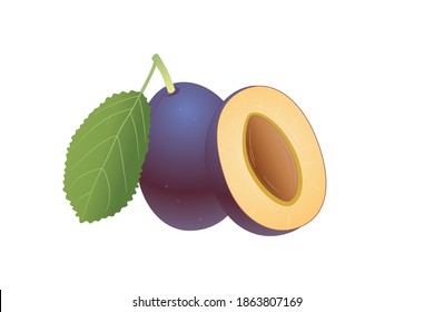 Zwetschge fruit vector illustration isolated on a white background.  