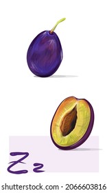 Zwetschge. Vector plum illustration. Fruit and berry set. Colorfull juicy art. Realistic hand drawn isolated prune object