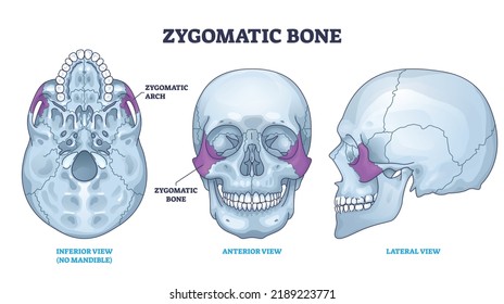 Zygomatic bone location with human skull skeleton anatomy outline diagram. Labeled educational scheme with cheekbone from inferior, anterior and lateral view vector illustration. Head parts