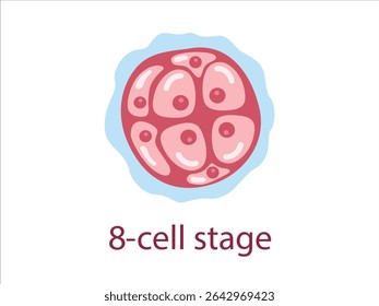 Estágio de 8 células de zigoto. O estágio de segmentação de um óvulo fertilizado. Desenvolvimento embrionário humano. Ilustração médica vetorial.	
