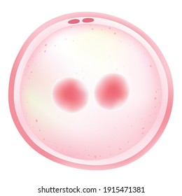 The zygote is the first diploid cell.