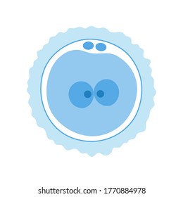 Zygote icon and embryo development stage. Pregnancy and womans health concept. Human sexual reproductive system. In vitro fertilization flat vector illustration. Medical banner for clinic or education
