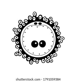 Zygote icon and embryo development stage. Pregnancy and womans health concept. Human sexual reproductive system. In vitro fertilization flat vector illustration. Medical banner for clinic or education