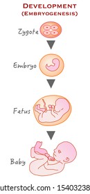 From zygote to infant.  Formation, development and growth stages. Zygote, embryo, fetus, baby. drawing vector illustration