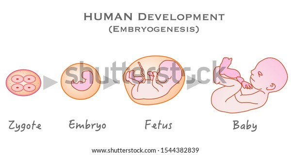 接合子から幼児まで 形成 開発 成長の段階 接合子 胚 胎児 赤ちゃん 子ども 胎内での赤ちゃんの形成と発達 図面のベクターイラスト のベクター画像素材 ロイヤリティフリー