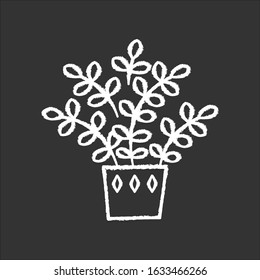 Zz plant chalk white icon on black background. Zamioculcas. Zanzibar Gem. Indoor plant with small leaves. Decorative houseplant. Natural home, office decor. Isolated vector chalkboard illustration