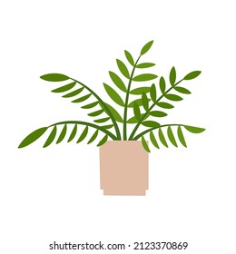 ZZ plant in flowerpot. Flat hand drawn foliage zamioculcas houseplant for modern office or home decor illustration. Cute green flower for urban jungle garden.