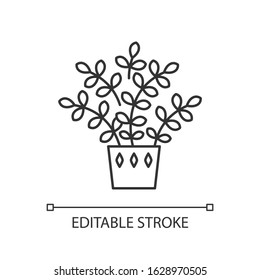 Zz plant pixel perfect linear icon. Zamioculcas. Zanzibar Gem. Indoor plant with small leaves. Thin line customizable illustration. Contour symbol. Vector isolated outline drawing. Editable stroke