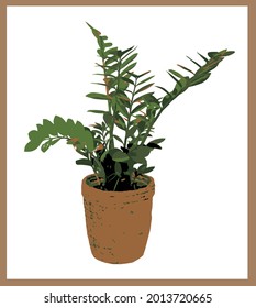 Zz plant vector illustration vintage card