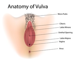 Similar Images, Stock Photos & Vectors of Vagina Medical ...