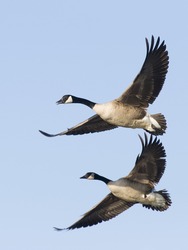Pair of Canada Geese with same pose