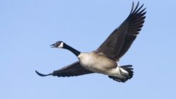 Goose in Flight in Honking