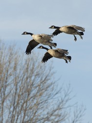 Landing Geese