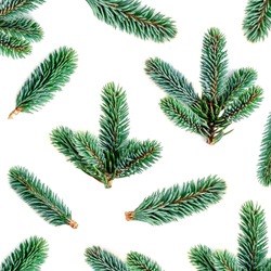 Fir branches Pattern. Pine branch, Christmas confier tree isolated on white background.  