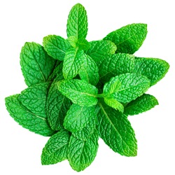 Mint leaf isolated on white background. Heap of Spearmint leaves, peppermint, close up