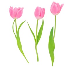 Spring flowers. Pink tulips isolated on white background.  Various tulips
