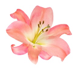 Pink Lily flower isolated on white background. Beautiful tender Lilly