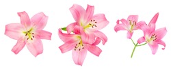 Pink Lily flower isolated on white background. Beautiful tender Lilly
