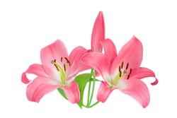 Pink Lily flower isolated on white background. Beautiful tender Lilly
