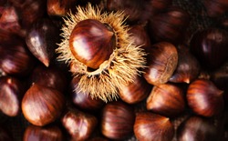 Ripe chestnuts on old wooden table and sack napkin close up with copy space. Raw Chestnuts for Christmas