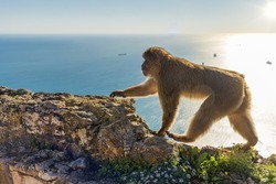 A barbary macaque walking on the ramparts at the Gibraltar Cable Car top station.