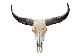 long horn buffalo skull isolated on white