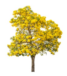 Tree full of yellow flower isolated on white background
