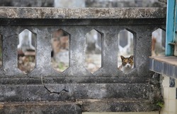small cat stare at camera through the old fence in Tai O village, Hong Kong