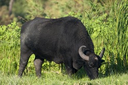 Water Buffalo (Bubalus bubalis), female, grazing