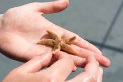 Awoman is holding a small starfish in the palm of her hand before throwing it back in the water. Five arms and the epidermis are visible. The color of the seastar is in red and orange shades