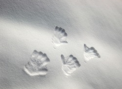 Snowy hand prints
