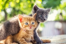 Two adorable kittens playing together.Kittens outdoor.