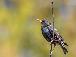 Common starling sits on a branch on a beautiful background