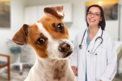 Portait of an Adorable Jack Russell Terrier In Office With Female Hispanic Veterinarian Behind.