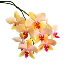 Blooming  branch of orange striped orchid, phalaenopsis is isolated on white background, closeup  