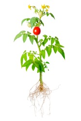 young seedling of fresh green and red tomatoes fruit and flowers with exposed roots is isolated on white background, close up