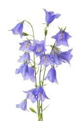 beautiful blooming bouquet blue bell flower isolated on white background, close up