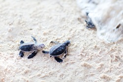 Baby green turtles moving towards the ocean