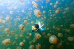 Underwater photo of tourist woman snorkeling with endemic golden jellyfish in lake at Palau. Snorkeling in Jellyfish Lake is a popular activity for tourists to Palau.
