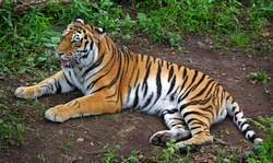 close up view of amur tiger