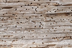 Driftwood plank background with marine worm or borer holes some filled with beach sand and shell grit