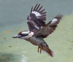 The kookaburra bird from Australia in Flight