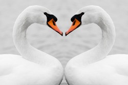 Heart shape love symbol from neck of two white swans. Symmetry, true love, beauty in nature.