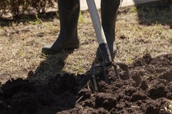 We dig up the ground with special pitchforks. A leg in a rubber boot digs black soil with a four-pronged pitchfork. Close-up