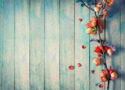 Spring Blossom over wood background. Spring Flowers on wooden background