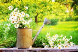 Summer beautiful  garden with daisy flowers