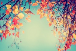 Colorful foliage in the autumn park/ Autumn leaves sky background/ Autumn Trees Leaves in vintage color