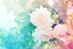 Flower background  with garden of beautiful roses/ toned picture